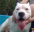 dogo argentino puppy posted by Cordoba Dogos